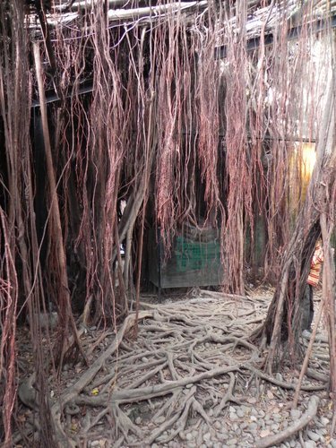 安平樹屋探險