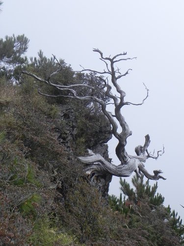 百岳之4初登雪山東峰