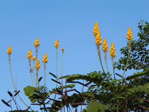 花蓮海揚農莊簡單露營(第1次)