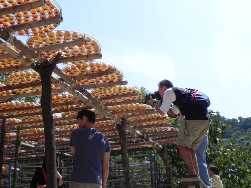 【新竹新埔鎮】柿子紅了來去味衛佳柿餅