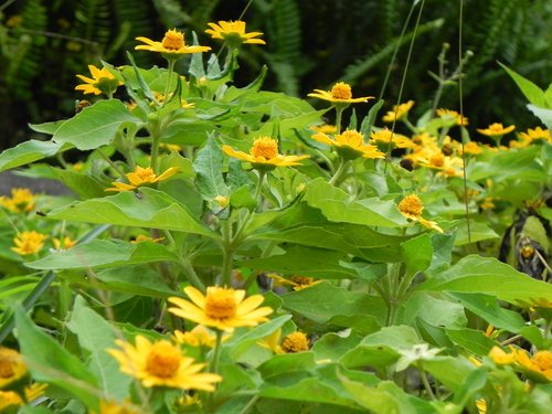 6號花園花現營地探訪