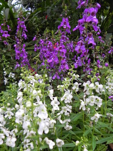 【新竹尖石鄉】神秘的尖石後花園•6號花園