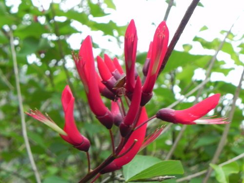 紅薔薇休閒景觀餐廳露營(營地篇)(第1次)