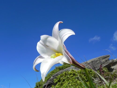 【南投仁愛鄉】百岳之3初登合歡北峰