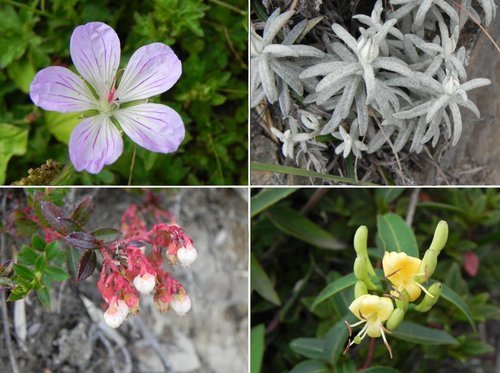 【南投仁愛鄉】百岳之3初登合歡北峰