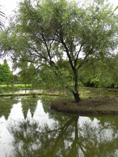 蓮荷園(草編博物館)