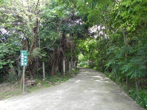 【新竹湖口鄉】金獅寺步道賞油桐花