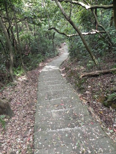 【新竹湖口鄉】金獅寺步道賞油桐花