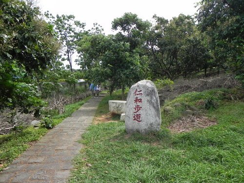 【新竹湖口鄉】金獅寺步道賞油桐花