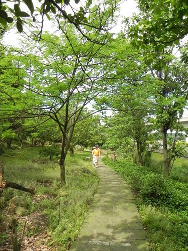 【新竹湖口鄉】金獅寺步道賞油桐花