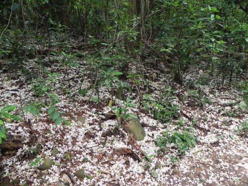 【新竹湖口鄉】金獅寺步道賞油桐花