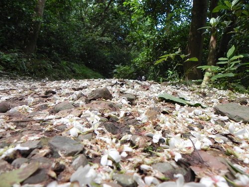 【新竹湖口鄉】金獅寺步道賞油桐花