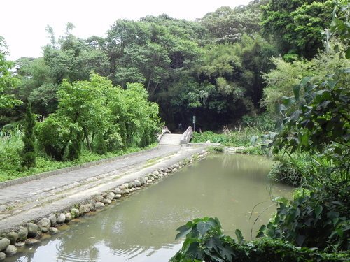 【新竹湖口鄉】金獅寺步道賞油桐花