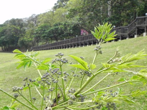 日式建築的一滴水紀念館