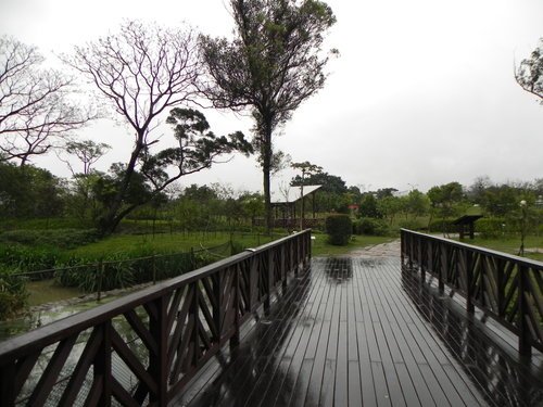 八德埤塘生態公園雨中餵鴨趣