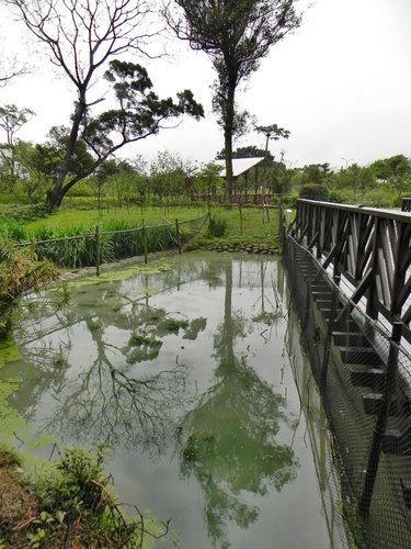 八德埤塘生態公園雨中餵鴨趣