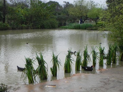 八德埤塘生態公園雨中餵鴨趣