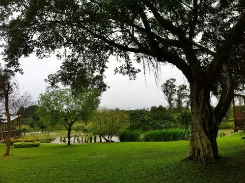 八德埤塘生態公園雨中餵鴨趣