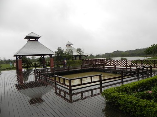 八德埤塘生態公園雨中餵鴨趣