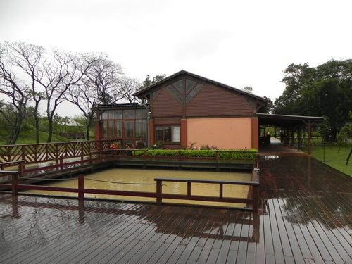 八德埤塘生態公園雨中餵鴨趣