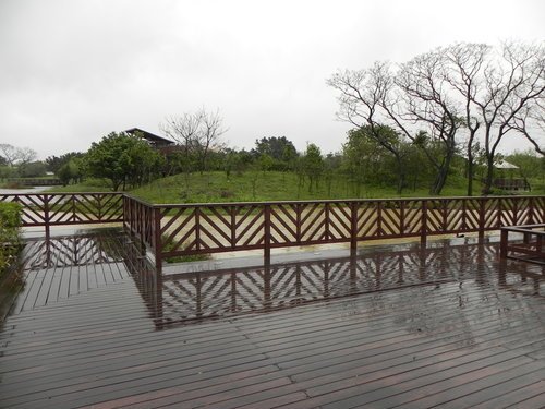 八德埤塘生態公園雨中餵鴨趣