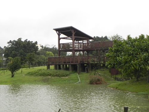 八德埤塘生態公園雨中餵鴨趣