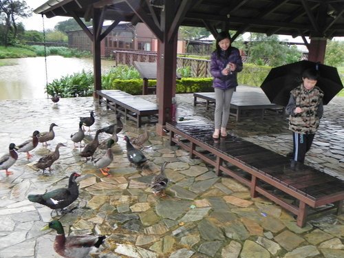 八德埤塘生態公園雨中餵鴨趣