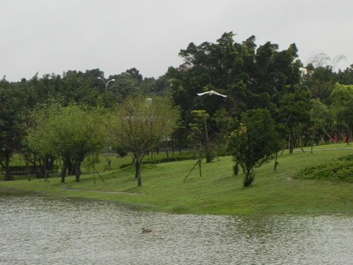 八德埤塘生態公園雨中餵鴨趣