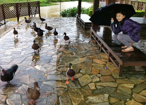 八德埤塘生態公園雨中餵鴨趣