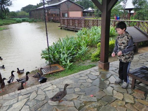 八德埤塘生態公園雨中餵鴨趣