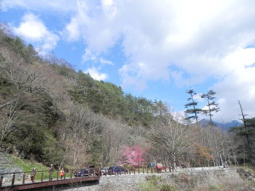 武陵農場賞櫻露營行(第3次)