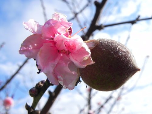 【南投信義鄉】柳家梅園踏雪尋梅