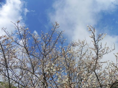 【南投信義鄉】柳家梅園踏雪尋梅