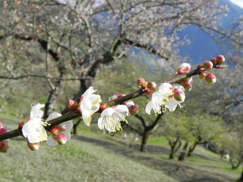 【南投信義鄉】柳家梅園踏雪尋梅