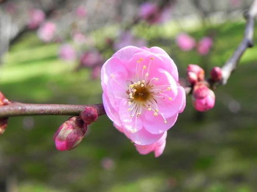 武陵農場賞楓去