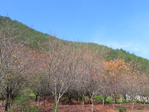 武陵農場賞楓去