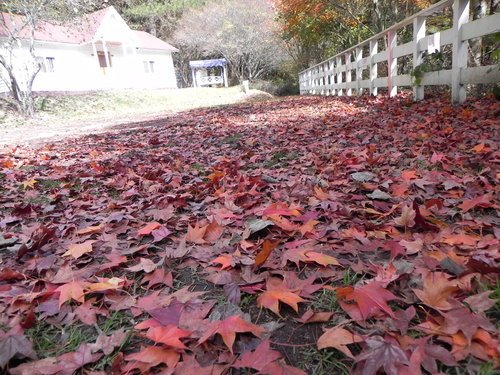 武陵農場賞楓去