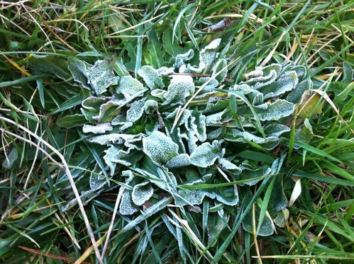 【台中和平】霜降藍茵湖