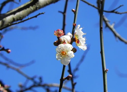 福壽山冷颼颼的露營經驗(第2次)