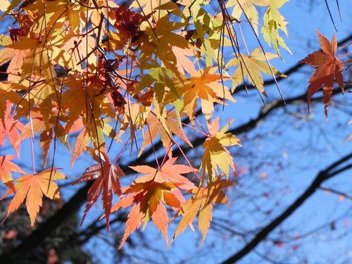 【台中和平】楓采片片福壽山