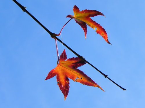 【台中和平】楓采片片福壽山