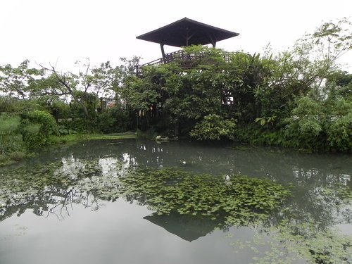 【花蓮光復鄉】馬太鞍濕地