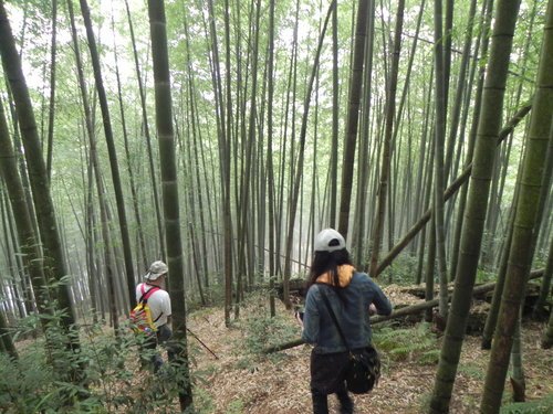 【南投鹿谷鄉】再訪祕境忘憂森林