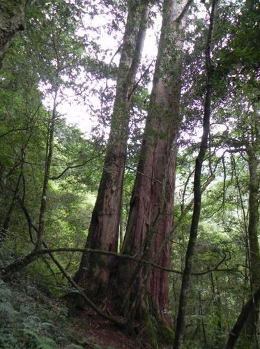 探訪鎮西堡神木群