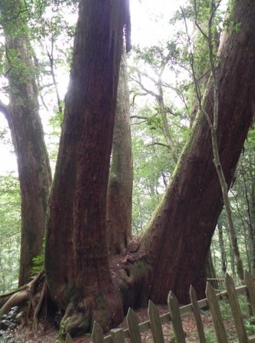 探訪鎮西堡神木群