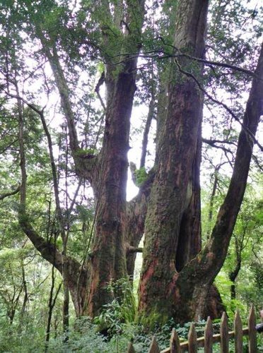 探訪鎮西堡神木群