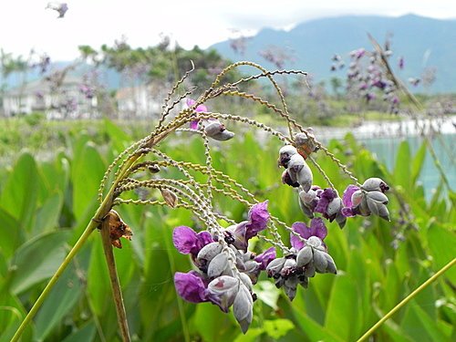 【花蓮壽豐鄉】世外桃源的雲山水