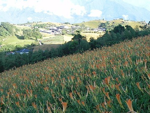 【花蓮富里鄉】台灣小瑞士之六十石山