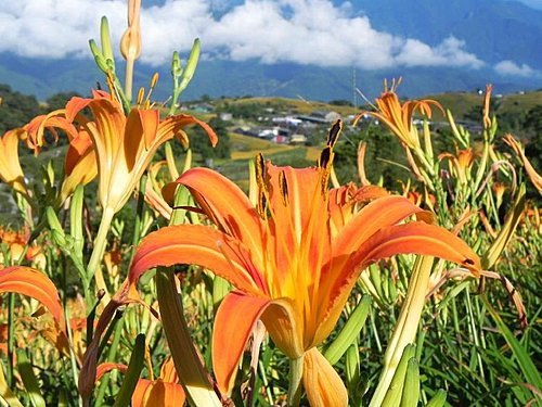 【花蓮富里鄉】台灣小瑞士之六十石山