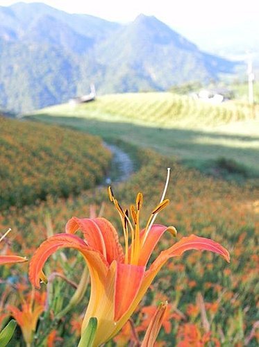 【花蓮富里鄉】台灣小瑞士之六十石山